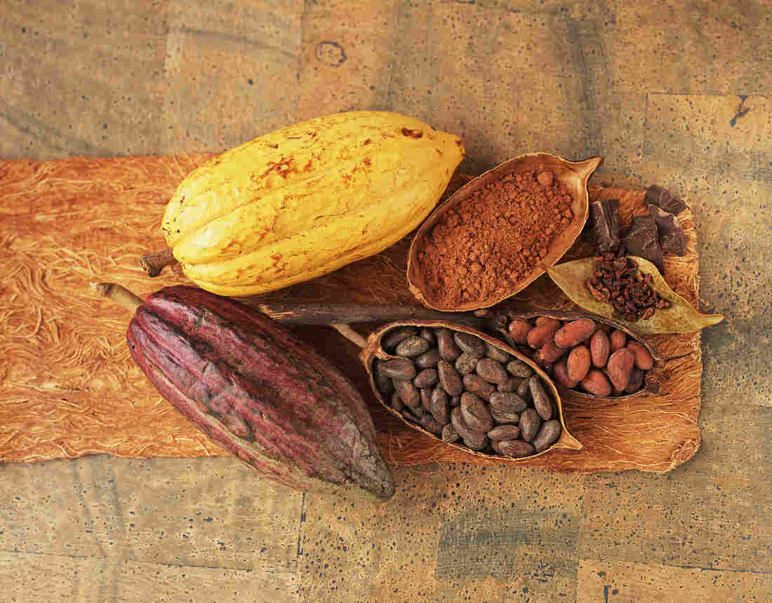 Cocoa Extracts