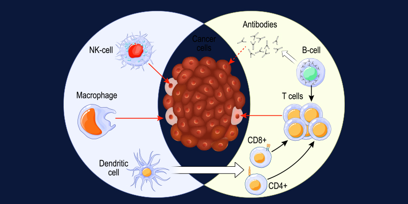 Diagram illustrating immune system activation during cancer immunotherapy and its potential effects on healthy tissues.