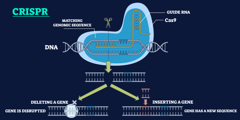 Step-by-step diagram explaining how CRISPR gene editing works using guide RNA and Cas9
