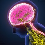 nervous system