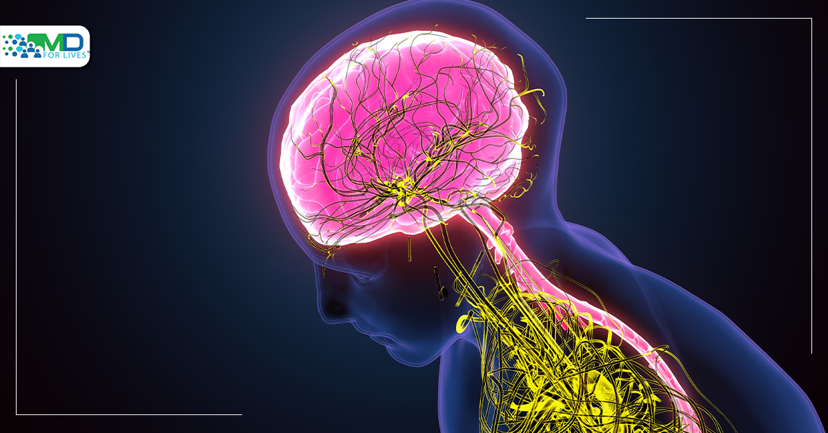 nervous system