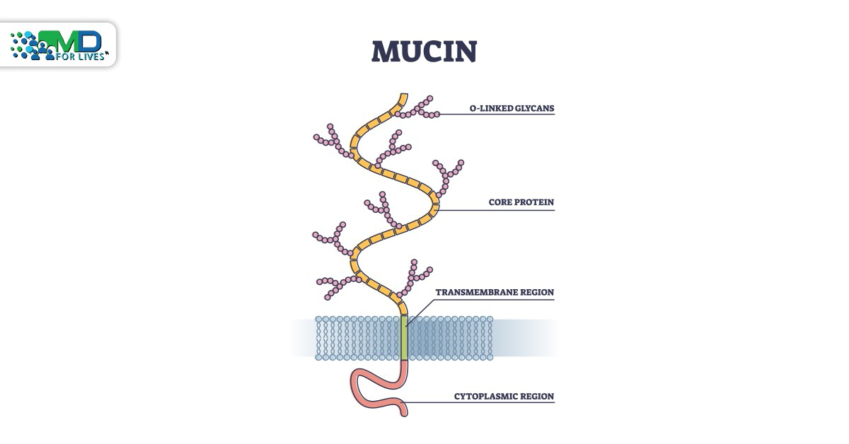 Mucin structure