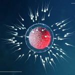 Human primordial germ-cell-like cell