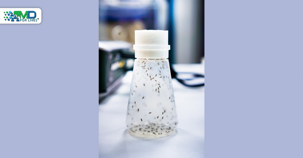 Research on molecular mechanisms Of Fruit Fly