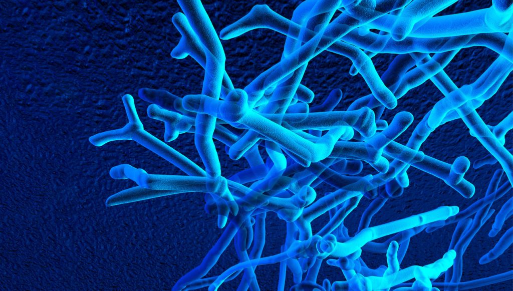 A potential probiotic treatment for premature babies