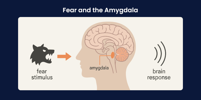 Fear and Amygdala