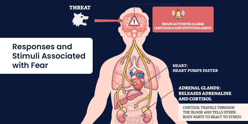 Responses and Stimuli Associated with Fear