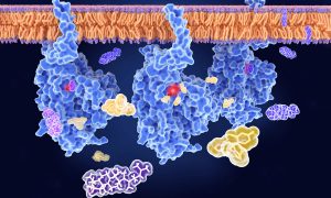 New research unlocks the evolutionary mystery of Candida auris