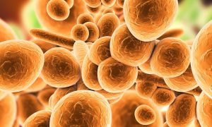 New research unlocks the evolutionary mystery of Candida auris