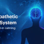 Parasympathetic Nervous System