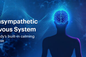 Parasympathetic Nervous System