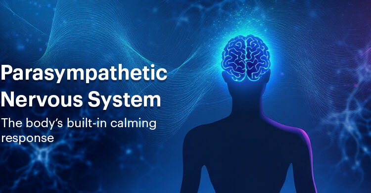 Parasympathetic Nervous System