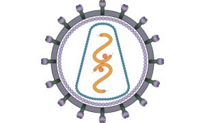 An investigational HIV therapy with a novel mechanism may help treat multidrug-resistant HIV