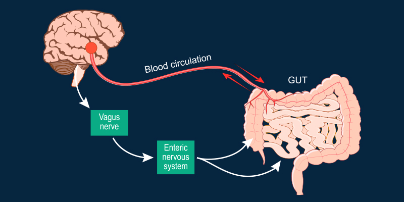 Where Is the Parasympathetic Nervous System Located?