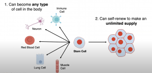 How stem cells can help us in the future?