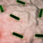 Typhoid -causing bacteria are resistant to most of the popular drugs