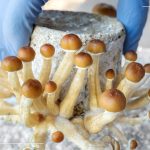 Escape from psychedelic compounds with long-lasting anti-depressant action
