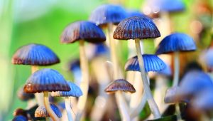 magic mushrooms