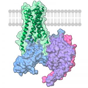 M1 mAChR is one of two muscarinic acetylcholine receptors