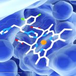 A recently discovered protein may be utilised to create life-saving antifungals