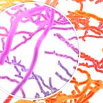 Researchers Unveil the First-Ever Complete Map of Drosophila Larvae