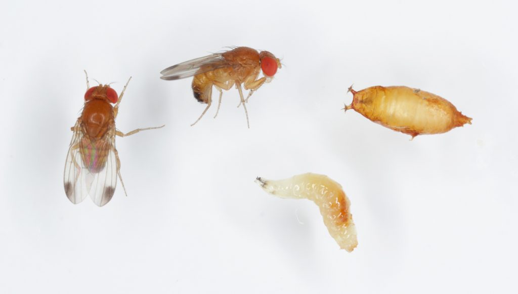 Fruit fly larvae share homologous brain structures with adult Drosophila