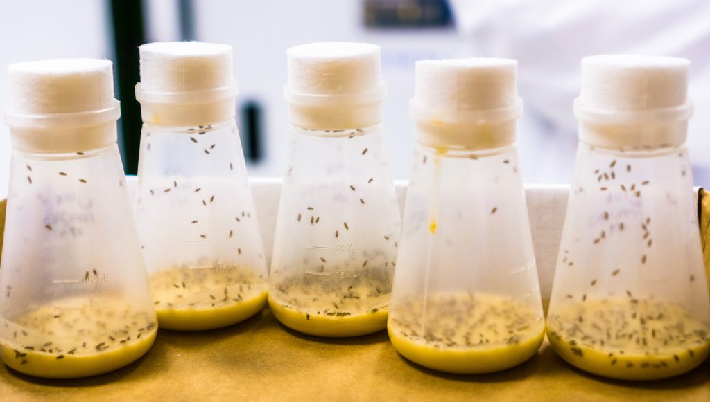 Vials containing Fruit Flies