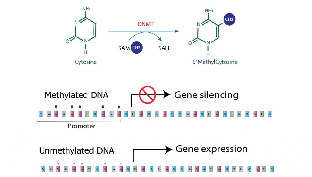 DNA methylation