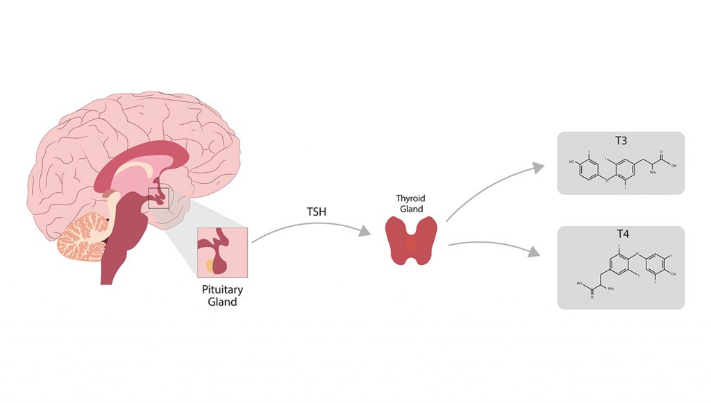 bidirectional relationship of thyroid gland