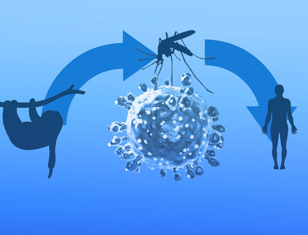 Oropouche virus disease - sylvatic cycle