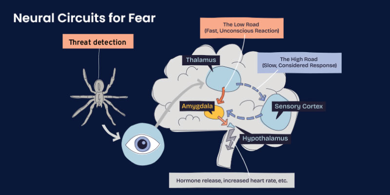 Neural circuits for fear