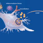 Illustration of erenumab mechanism of action blocking CGRP receptor in migraine pathway
