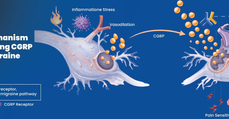 Illustration of erenumab mechanism of action blocking CGRP receptor in migraine pathway
