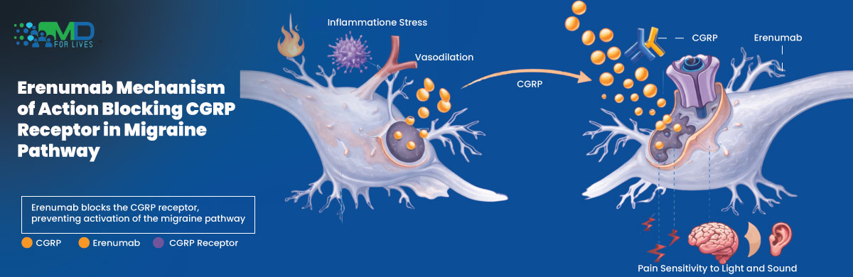 Illustration of erenumab mechanism of action blocking CGRP receptor in migraine pathway