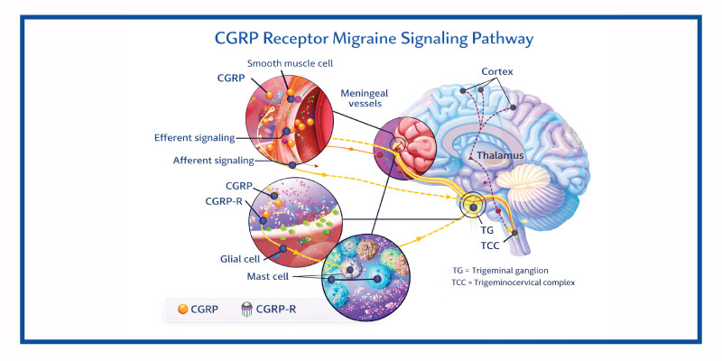 CGRP receptor migraine signaling pathway illustration