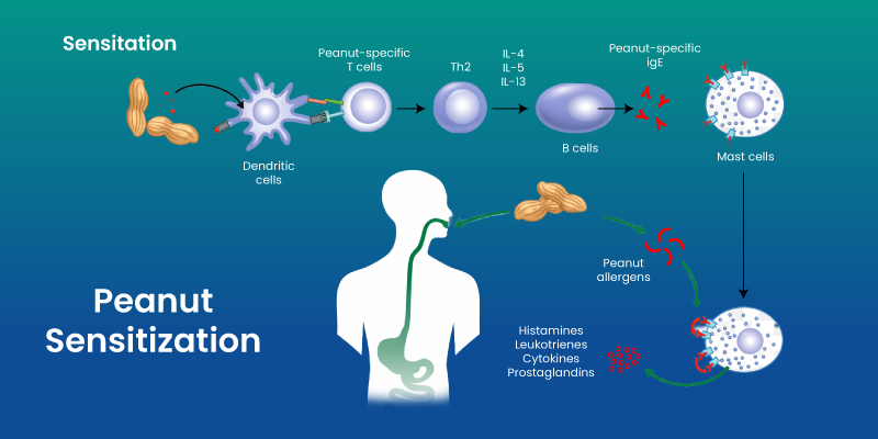Peanut oral immunotherapy process showing gradual exposure to peanut protein in children