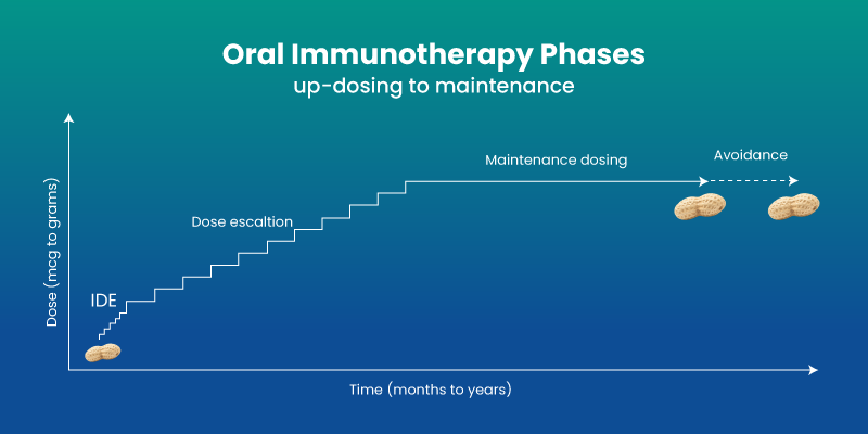 Oral immunotherapy up-dosing and maintenance phases for food allergy treatment