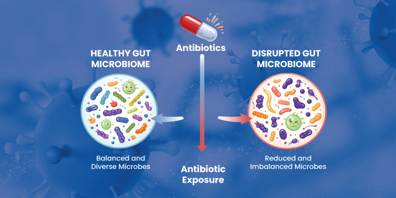Diagram comparing healthy gut microbiome and microbiome disruption after antibiotics