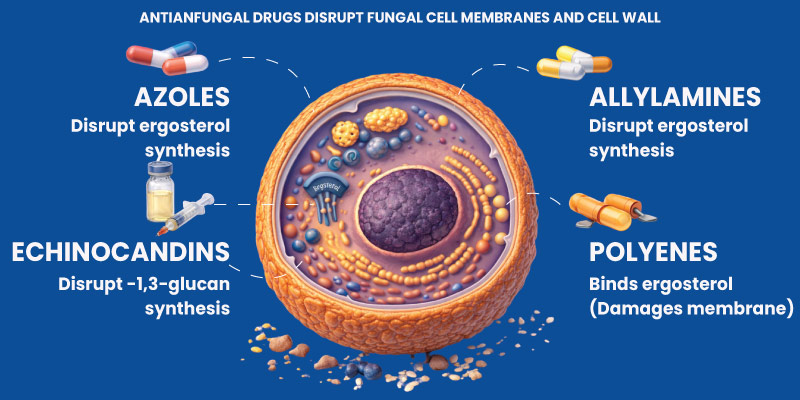 diagram showing mechanism of action of antifungal drugs