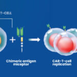 Diagram showing engineered CAR T cells attacking cancer cells in immunotherapy
