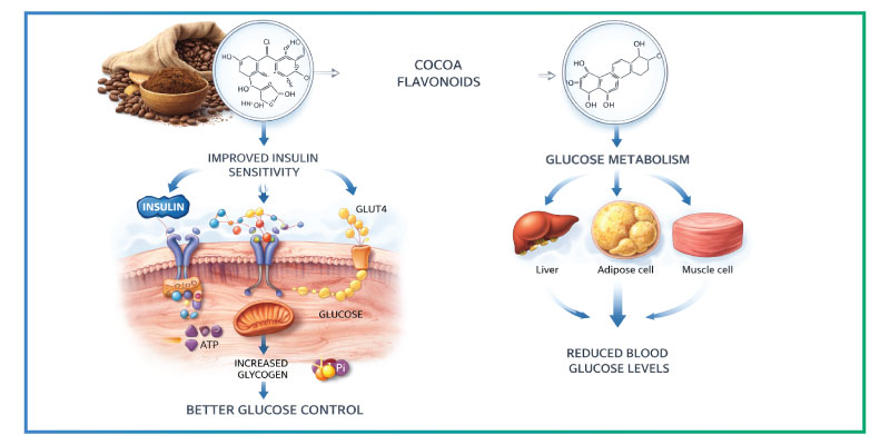 diagram showing how cocoa flavonoids influence insulin sensitivity