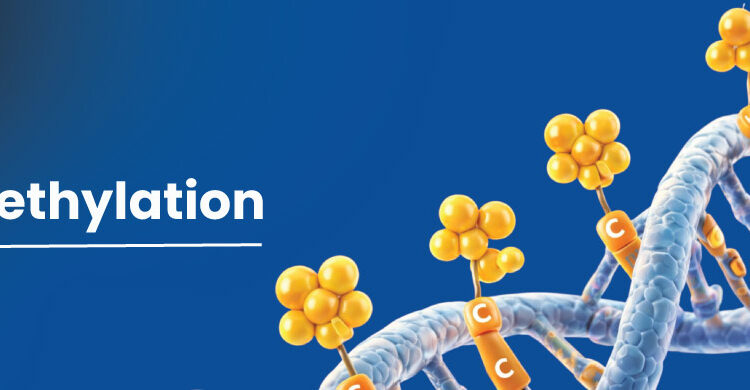 DNA methylation process showing methyl groups attached to DNA strand