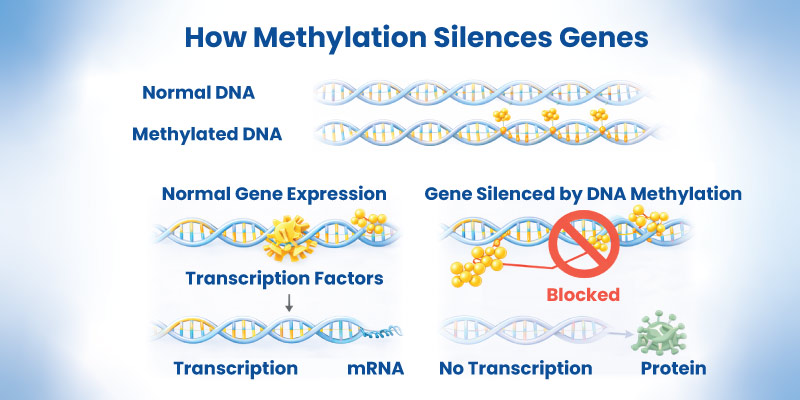 DNA methylation regulating gene expression in epigenetics