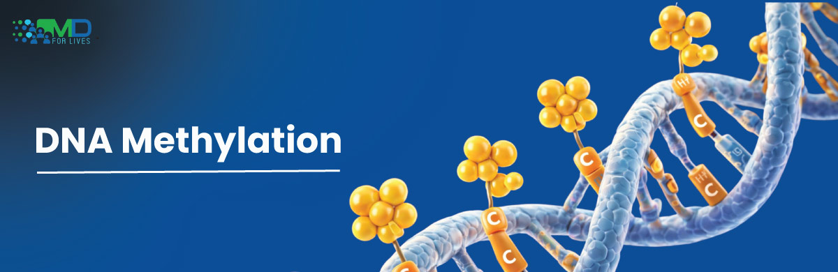 DNA methylation process showing methyl groups attached to DNA strand