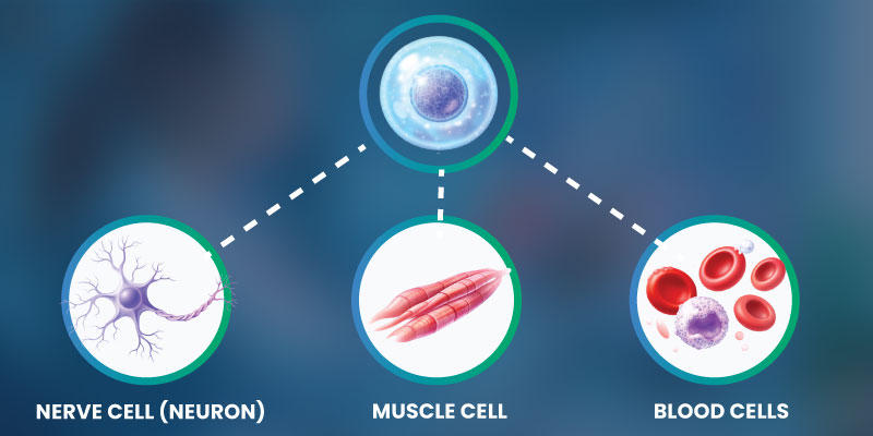 Diagram showing stem cell differentiation into specialized human cells
