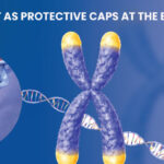 Diagram showing telomeres protecting chromosome ends in cellular aging