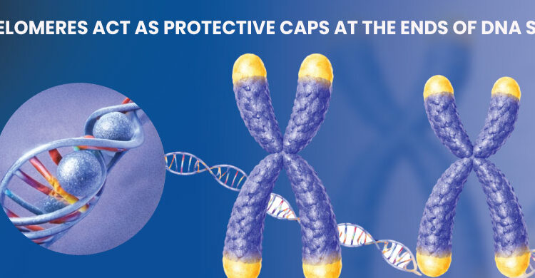Diagram showing telomeres protecting chromosome ends in cellular aging