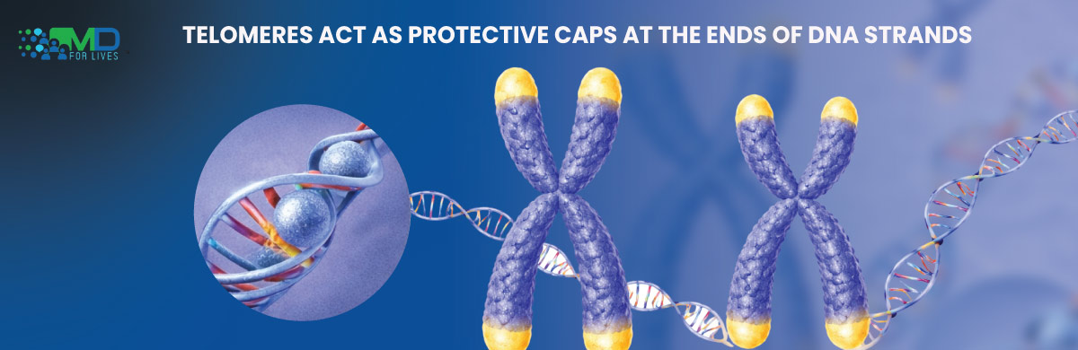 Diagram showing telomeres protecting chromosome ends in cellular aging