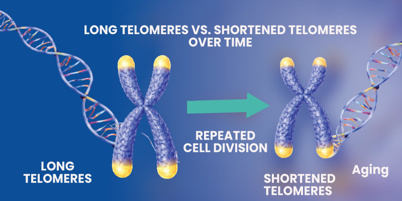 Illustration showing telomere shortening during cellular aging