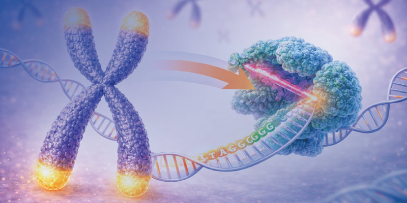 Diagram explaining telomerase enzyme extending telomeres in cells